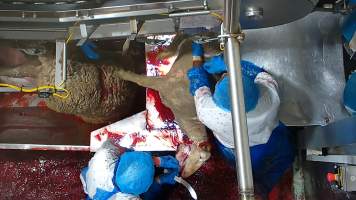 Worker cuts into the side of a sheep's face - Workers were filmed playing with the bodies of the dead and dying sheep, including cutting into their faces and pulling at their tongue, writing their name on the body of a sheep using the sheep's own blood and even appearing to eat part of a sheep's body which had been cut off, while standing on the kill floor. 
 - Captured at Cedar Meats, Brooklyn VIC Australia.