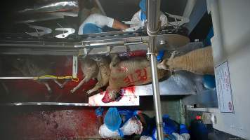 A worker writes his name on a sheep in blood - Hidden cameras revealed a worker writing the name Pete on the body of a dying sheep in the sheep's own blood. Workers were filmed playing with the bodies of the dead and dying sheep, including cutting into their faces and pulling at their tongue, writing their name on the body of a sheep using the sheep's own blood and even appearing to eat part of a sheep's body which had been cut off, while standing on the kill floor. - Captured at Cedar Meats, Brooklyn VIC Australia.