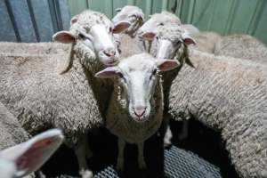 Sheep in stun pen at slaughterhouse - Captured at Steve's Country Kills, Chinchilla QLD Australia.