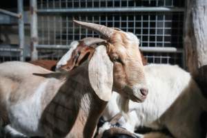 Goat in slaughterhouse holding pen - Captured at Steve's Country Kills, Chinchilla QLD Australia.