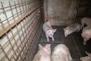 Pigs in holding pens - Captured at Maclagan Meats, Maclagan QLD Australia.