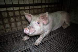 Pigs in holding pens - Captured at Maclagan Meats, Maclagan QLD Australia.
