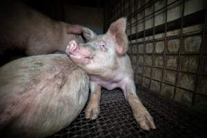 Pigs in holding pens - Captured at Maclagan Meats, Maclagan QLD Australia.