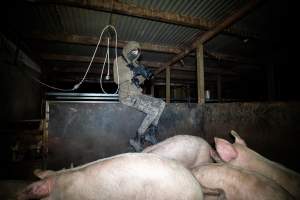 An investigator films pigs in holding pens - Captured at Maclagan Meats, Maclagan QLD Australia.