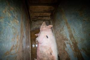 Sow in small holding pen - Captured at Maclagan Meats, Maclagan QLD Australia.