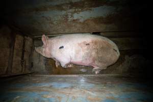 Sow in small holding pen - Captured at Maclagan Meats, Maclagan QLD Australia.