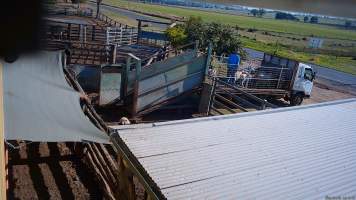 A worker unloads sheep into the holding pens - (screenshot from hidden camera footage) - Captured at Maclagan Meats, Maclagan QLD Australia.