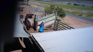 A cow attempts to jump free of the holding pens - (screenshot from hidden camera footage) - Captured at Maclagan Meats, Maclagan QLD Australia.