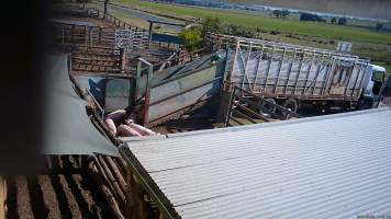 Pigs are unloaded into the holding pens - (screenshot from hidden camera footage) - Captured at Maclagan Meats, Maclagan QLD Australia.