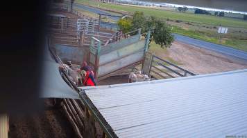 Sheep are herded through the holding pen - (screenshot from hidden camera footage) - Captured at Maclagan Meats, Maclagan QLD Australia.