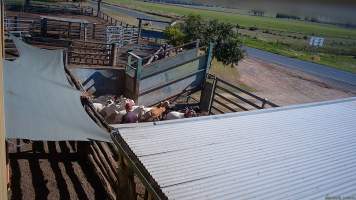 Goats in the outdoor holding pens - (screenshot from hidden camera footage) - Captured at Maclagan Meats, Maclagan QLD Australia.
