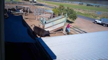 A cow chases a worker through the pens - (screenshot from hidden camera footage) - Captured at Maclagan Meats, Maclagan QLD Australia.