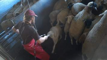 A worker drags a sheep by their leg - (screenshot from hidden camera footage) - Captured at Maclagan Meats, Maclagan QLD Australia.