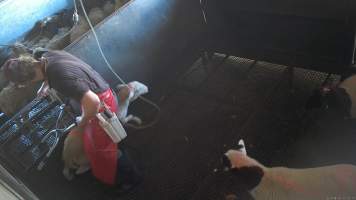 A sheep runs from a worker -  (screenshot from hidden camera footage) - Captured at Maclagan Meats, Maclagan QLD Australia.