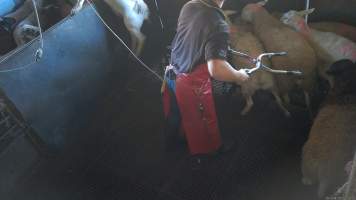 A sheep attempts to escape the stun pen - (screenshot from hidden camera footage) - Captured at Maclagan Meats, Maclagan QLD Australia.