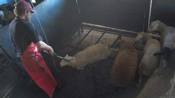Electric stunning - sheep - (screenshot from hidden camera footage) - Captured at Maclagan Meats, Maclagan QLD Australia.