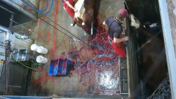 Bolt gun stunning - cows - (screenshot from hidden camera footage) - Captured at Maclagan Meats, Maclagan QLD Australia.