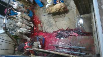 Sheep sticking and shackling - (screenshot from hidden camera footage) - Captured at Maclagan Meats, Maclagan QLD Australia.
