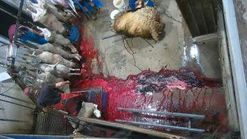 Sheep sticking and shackling - (screenshot from hidden camera footage) - Captured at Maclagan Meats, Maclagan QLD Australia.