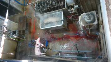 A pig gasping after sticking -  (screenshot from hidden camera footage) - Captured at Maclagan Meats, Maclagan QLD Australia.