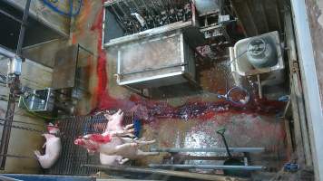 A pig gasping after sticking - (screenshot from hidden camera footage) - Captured at Maclagan Meats, Maclagan QLD Australia.