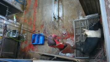 Large sow in knockbox - (screenshot from hidden camera footage) - Captured at Maclagan Meats, Maclagan QLD Australia.
