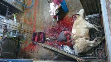 A cow thrashes after being shot - (screenshot from hidden camera footage) - Captured at Maclagan Meats, Maclagan QLD Australia.