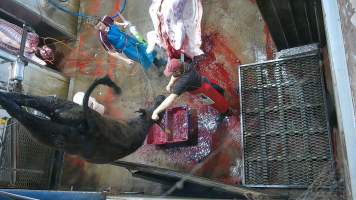 Cow thrashes on shackle line - A knife is inserted into the cows brain, causing them to thrash and convulse (screenshot from hidden camera footage) - Captured at Maclagan Meats, Maclagan QLD Australia.
