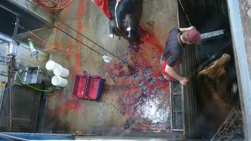 Cow lifting head after ineffective stunning - (screenshot from hidden camera footage) - Captured at Maclagan Meats, Maclagan QLD Australia.