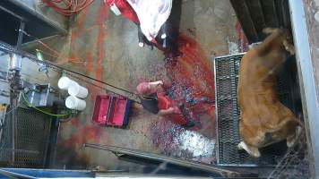 Cow thrashes after ineffective stunning - (screenshot from hidden camera footage) - Captured at Maclagan Meats, Maclagan QLD Australia.