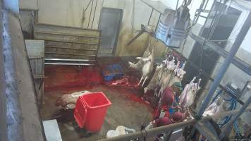 Sheep thrashes on shackle line - (screenshot from hidden camera footage) - Captured at Maclagan Meats, Maclagan QLD Australia.