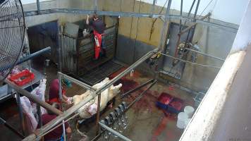 Bolt gun stunning - cows - (screenshot from hidden camera footage) - Captured at Maclagan Meats, Maclagan QLD Australia.