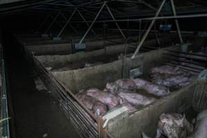 Grower pigs in concrete pens - Captured at Griffiths Farms - Grower Piggery, McMillans VIC Australia.