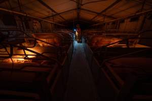 Investigator walks down the aisle between farrowing crates - Wearing orange biosecurity coveralls - Captured at Wondaphil Pork Company, Tragowel VIC Australia.