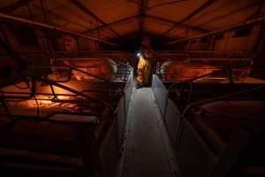 Investigator walks down the aisle between farrowing crates - Wearing orange biosecurity coveralls - Captured at Wondaphil Pork Company, Tragowel VIC Australia.