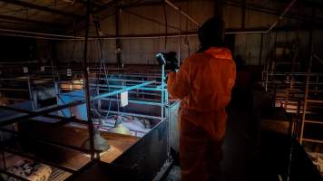 Investigator filming in farrowing shed - Captured at AJ & NM Carr Piggery, Bagshot North VIC Australia.