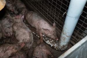 Captured at Hancock Piggery & Dairy, Leitchville VIC Australia.