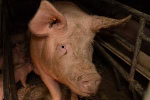 Captured at St Arnaud Piggery Units 2 & 3, St Arnaud VIC Australia.