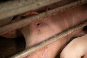 Captured at St Arnaud Piggery Units 2 & 3, St Arnaud VIC Australia.