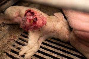 Captured at St Arnaud Piggery Units 2 & 3, St Arnaud VIC Australia.