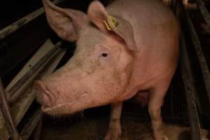 Captured at St Arnaud Piggery Units 2 & 3, St Arnaud VIC Australia.
