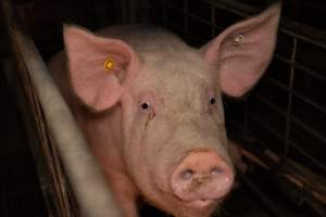 Captured at St Arnaud Piggery Units 2 & 3, St Arnaud VIC Australia.