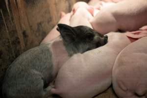 Captured at St Arnaud Piggery Units 2 & 3, St Arnaud VIC Australia.