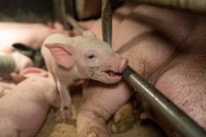 Captured at St Arnaud Piggery Units 2 & 3, St Arnaud VIC Australia.
