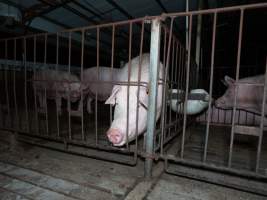 Captured at St Arnaud Piggery Units 2 & 3, St Arnaud VIC Australia.