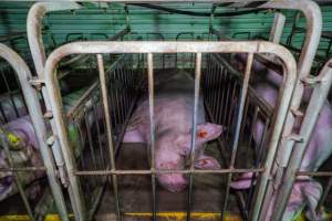 Sows in sow stalls - Captured at Walla Farms Piggery, Yarrawalla VIC Australia.