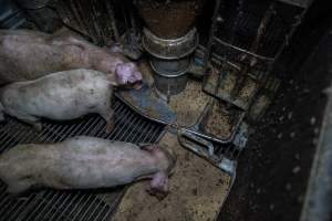 Food covered in flies, in weaner pen - Captured at Van der Drift & Sons Piggery, Macorna VIC Australia.