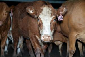 Cow in slaughterhouse holding pen - Captured at Brisbane Valley Meats, Esk QLD Australia.