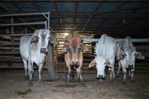 Cows in slaughterhouse holding pen - Captured at Carey Bros Abattoir, Yangan QLD Australia.