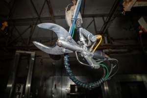 Hoof remover in slaughterhouse kill room - Captured at Carey Bros Abattoir, Yangan QLD Australia.